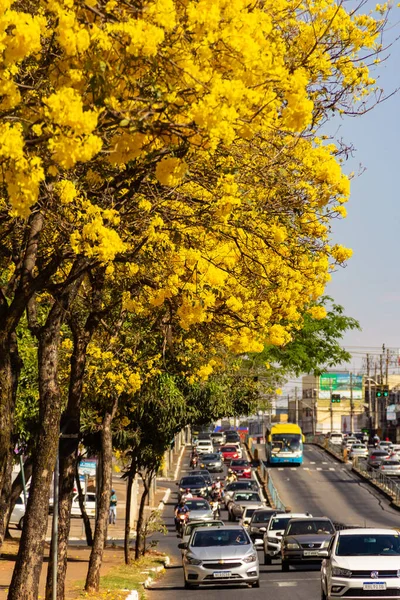 Goiania 'da Anhanguera Bulvarı' nda birkaç sarı çiçekli ipe ağacı var..