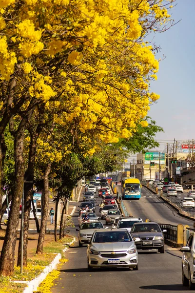 Goiania 'da Anhanguera Bulvarı' nda birkaç sarı çiçekli ipe ağacı var..