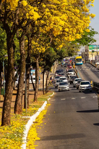 Goiania 'da Anhanguera Bulvarı' nda birkaç sarı çiçekli ipe ağacı var..