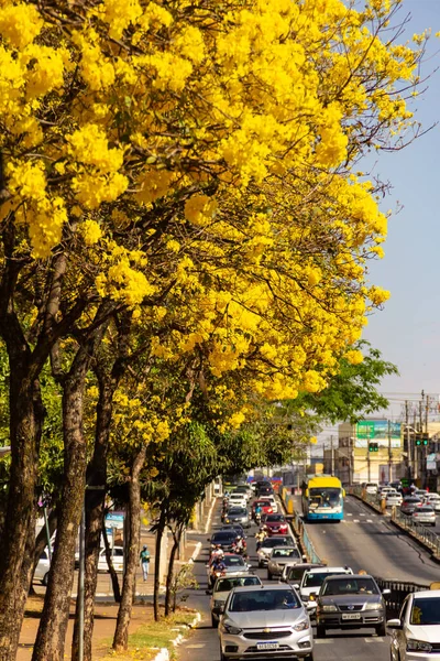 Goiania 'da Anhanguera Bulvarı' nda birkaç sarı çiçekli ipe ağacı var..