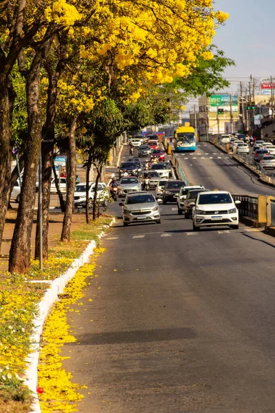 Goiania 'da Anhanguera Bulvarı' nda birkaç sarı çiçekli ipe ağacı var..
