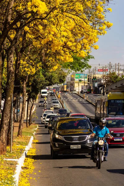 Goiania 'da Anhanguera Bulvarı' nda birkaç sarı çiçekli ipe ağacı var..