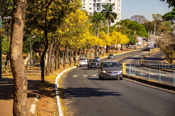 Goiania 'da Anhanguera Bulvarı' nda birkaç sarı çiçekli ipe ağacı var..