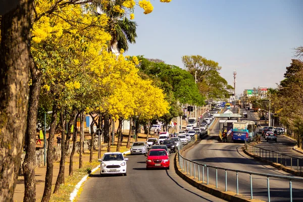 Goiania 'da Anhanguera Bulvarı' nda birkaç sarı çiçekli ipe ağacı var..