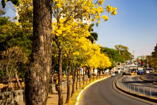 Tramo Avenida Anhanguera Goiania Con Varios Ipes Flores Amarillas — Foto de Stock
