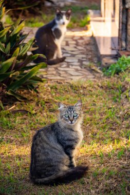 Tekir kedi Goinia şehrindeki bir mezarlıkta terk edilmiş..
