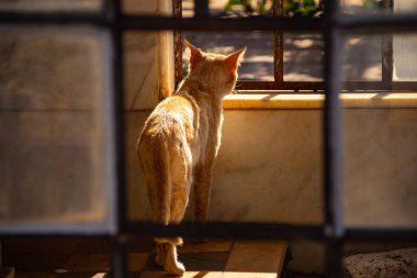 Camdan içeri giren sarı bir kedi. Goiania şehrindeki bir mezarlıkta terk edilmiş kedi..