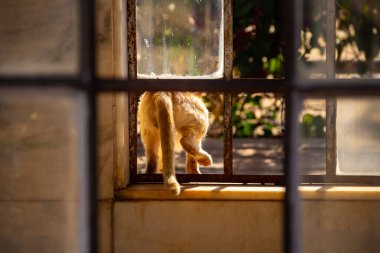 Camdan içeri giren sarı bir kedi. Goiania şehrindeki bir mezarlıkta terk edilmiş kedi..