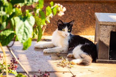 Mezarlıkta bir mezarın üzerinde yatan bir frajola kedisi. Goiania şehrindeki bir mezarlıkta terk edilmiş kedi..
