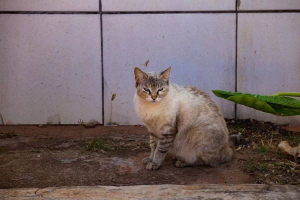 Gato Abandonado Cementerio Ciudad Goiania —  Fotos de Stock