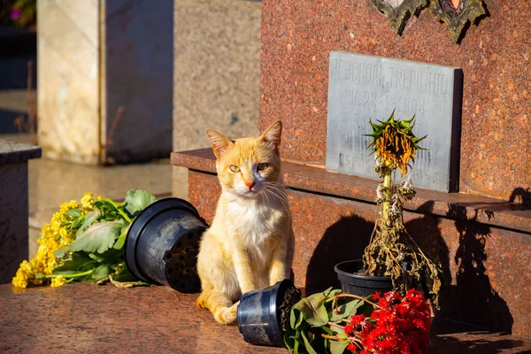 在戈伊尼亚市的一个公墓里被遗弃了一只黄色的猫 — 图库照片