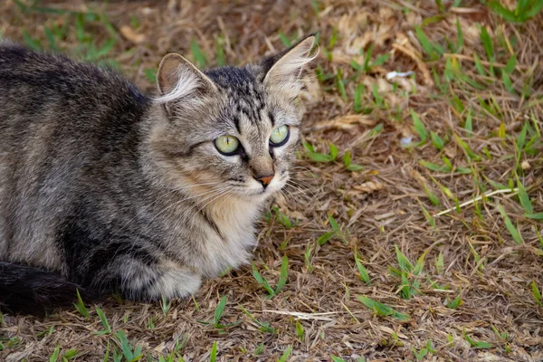 Tekir Kedi Goinia Şehrindeki Bir Mezarlıkta Terk Edilmiş — Stok fotoğraf