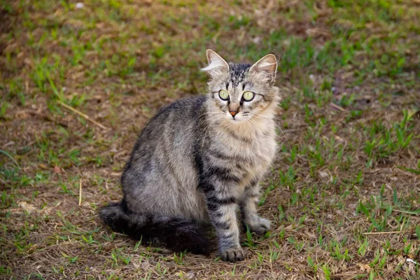 Tekir Kedi Goinia Şehrindeki Bir Mezarlıkta Terk Edilmiş — Stok fotoğraf