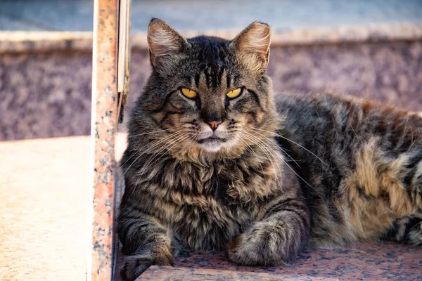 坟墓上的一只胖胖的猫 猫被遗弃在戈伊尼亚市的一个公墓里 — 图库照片