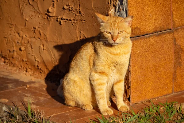 Κίτρινη Γάτα Εγκαταλελειμμένη Νεκροταφείο Στην Πόλη Goinia — Φωτογραφία Αρχείου
