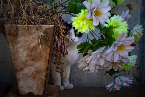 Gato Abandonado Cemitério Cidade Goiânia — Fotografia de Stock