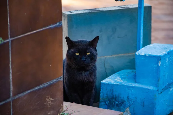 Gato Preto Abandonado Cemitério Cidade Goiânia — Fotografia de Stock