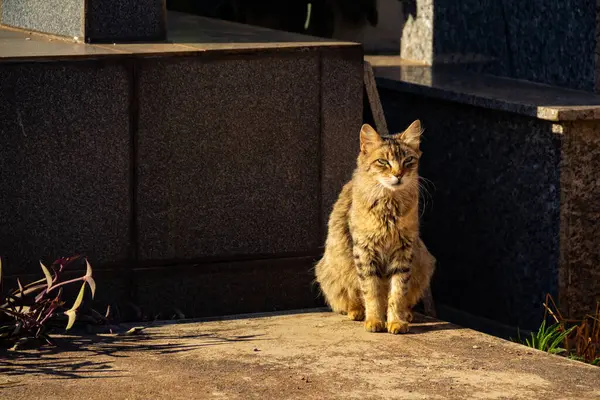 Mezarda Tekir Bir Kedi Kedi Goinia Bir Mezarlıkta Terk Edilmiş — Stok fotoğraf
