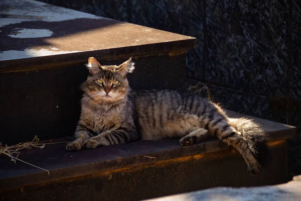 一只胖胖的猫躺在墓地的坟墓上 猫被遗弃在戈伊尼亚市的一个公墓里 — 图库照片