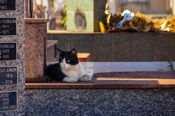 Chat Abandonné Dans Cimetière Ville Goiania — Photo