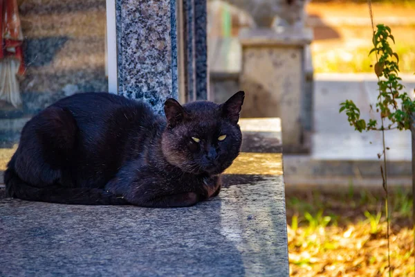 Svart Katt Som Ligger Grav Övergiven Katt Kyrkogård Staden Goinia — Stockfoto