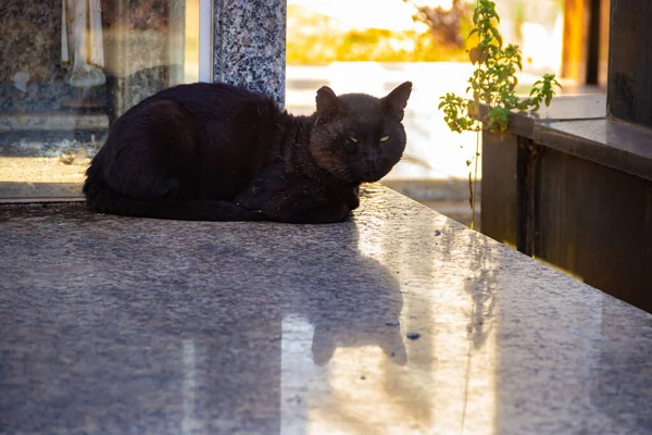 Egy Fekete Macska Fekszik Síron Elhagyott Macska Egy Temetőben Goinia — Stock Fotó