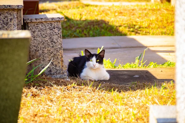 Gato Abandonado Cemitério Cidade Goiânia — Fotografia de Stock