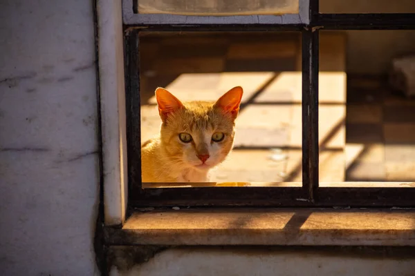 一只黄色的猫穿过窗户拍照 在Goiania市的一个公墓里被遗弃的猫 — 图库照片