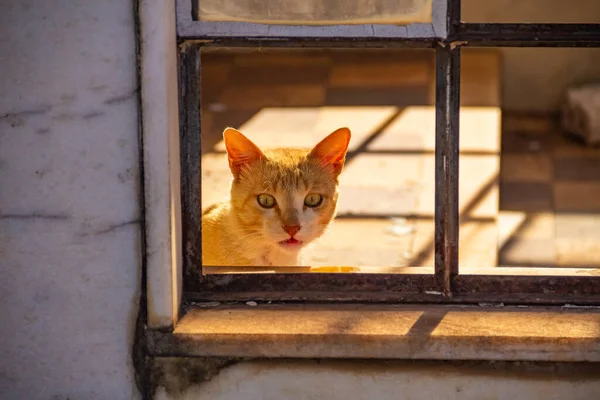 一只黄色的猫穿过窗户拍照 在Goiania市的一个公墓里被遗弃的猫 — 图库照片