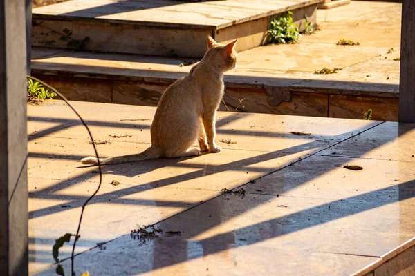 在Goiania市的一个公墓里被遗弃的猫 — 图库照片