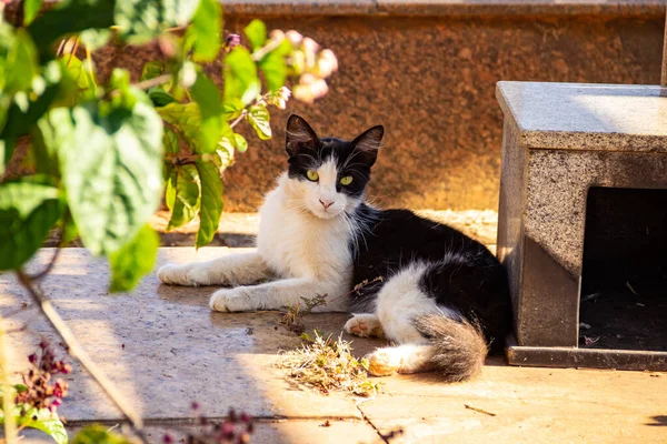 Gatto Frajola Sdraiato Una Tomba Nel Cimitero Gatto Abbandonato Cimitero — Foto Stock