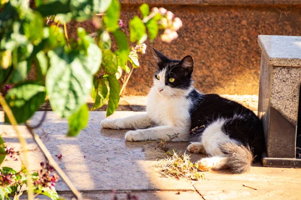 Frajolakatt Som Ligger Grav Kyrkogården Övergiven Katt Kyrkogård Staden Goiania — Stockfoto