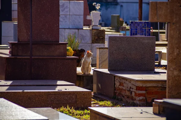 墓地の墓の中に黄色の猫 ゴイニア市の墓地に捨てられた猫 — ストック写真