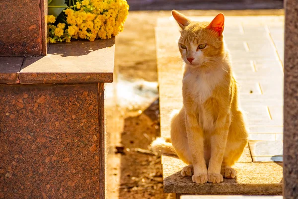 墓园中的一只黄色的猫 猫被遗弃在戈伊尼亚市的一个公墓里 — 图库照片