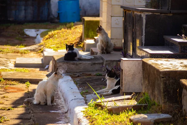 Gatos Abandonados Cementerio Ciudad Goiania —  Fotos de Stock
