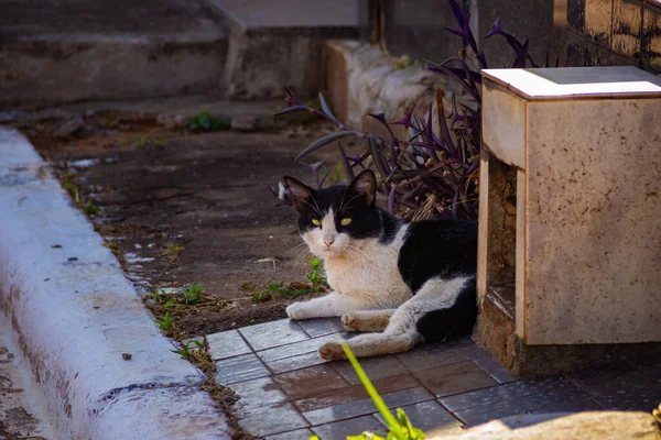一只弗拉约拉猫躺在墓地的坟墓上 在Goiania市的一个公墓里被遗弃的猫 — 图库照片