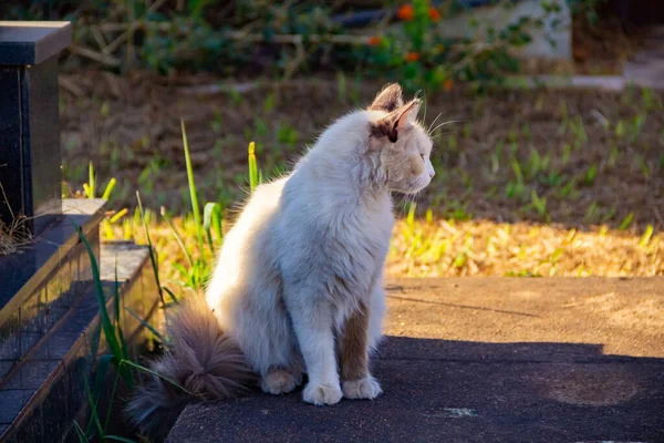 Μια Χαριτωμένη Λευκή Γούνινη Γάτα Ανάμεσα Τάφους Νεκροταφείων Cat Εγκαταλειφθεί — Φωτογραφία Αρχείου