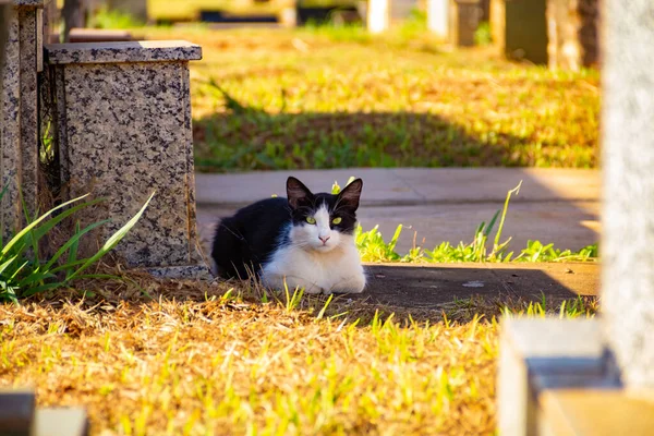 Gato Abandonado Cemitério Cidade Goiânia — Fotografia de Stock