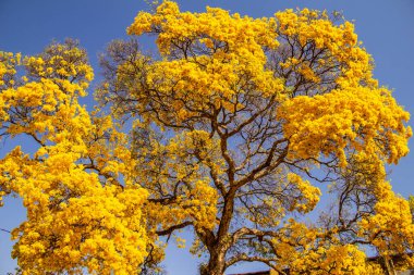 Sarı çiçekli, büyük ve güzel bir ipe, arka planda mavi bir gökyüzü.