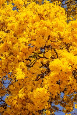 Büyük ve güzel sarı çiçekli ipe ait çiçek deseni.