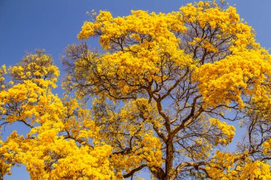 Sarı çiçekli, büyük ve güzel bir ipe, arka planda mavi bir gökyüzü.