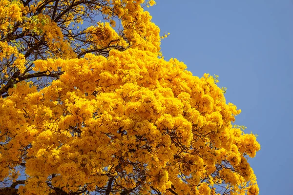 Gran Hermoso Ipe Con Flores Amarillas Con Cielo Azul Fondo —  Fotos de Stock