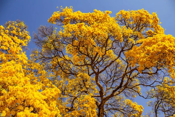 Large Beautiful Ipe Yellow Flowers Blue Sky Background — Stock Photo, Image