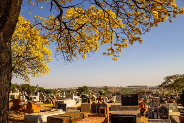  Goiania şehrindeki bir mezarlıktaki sarı çiçekli ipe ait detaylar..