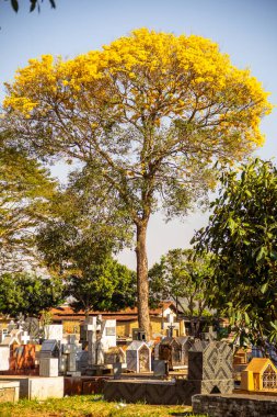 Goinia şehrindeki bir mezarlıktaki sarı çiçekli ipe ait detaylar..