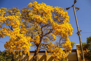 Goinia şehrindeki bir süpermarketin otoparkında güzel sarı çiçekli bir ipe..