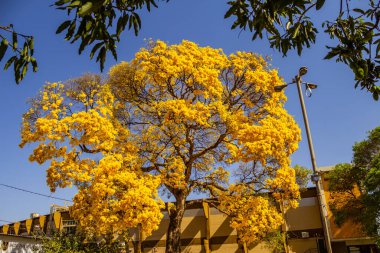 Goinia şehrindeki bir süpermarketin otoparkında güzel sarı çiçekli bir ipe..