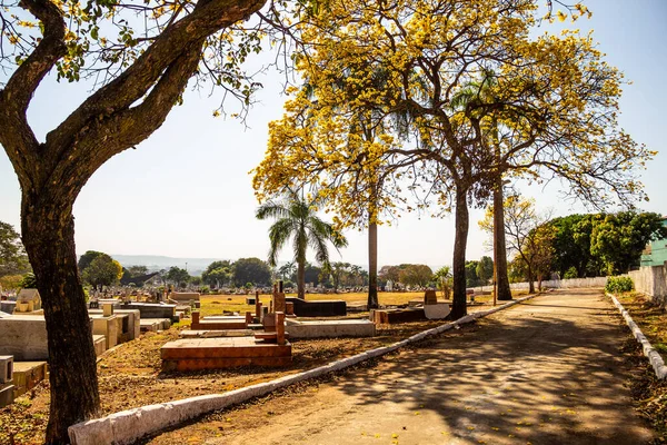 Detail Van Een Geel Bloeiende Ipe Een Begraafplaats Stad Goiania — Stockfoto