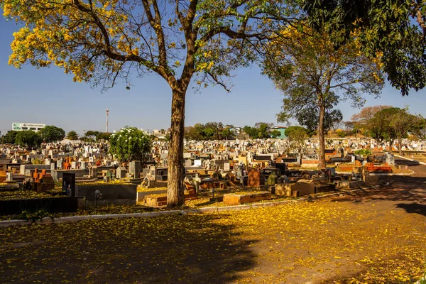 Detail Van Een Geel Bloeiende Ipe Een Begraafplaats Stad Goinia — Stockfoto