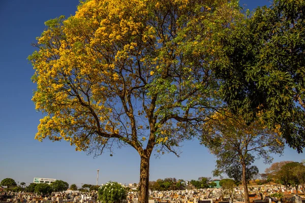 Detalle Ipe Floración Amarilla Dentro Cementerio Ciudad Goinia —  Fotos de Stock